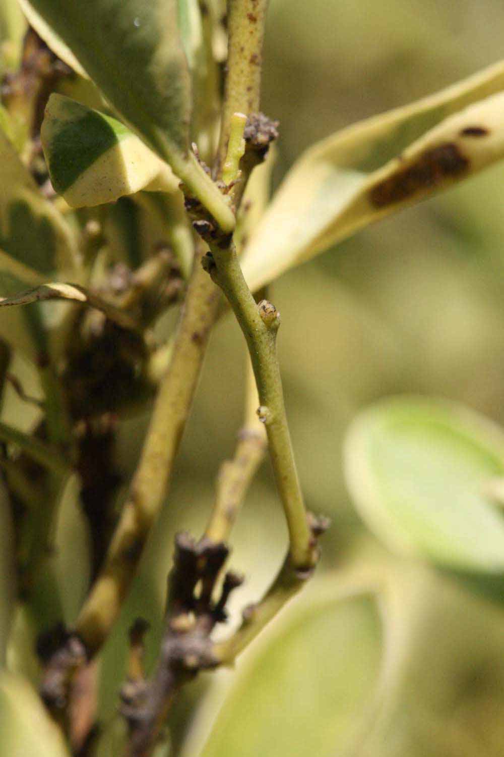              First year twig (Riverside, CA)       